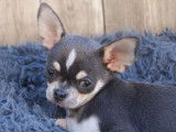 Chiot mâle Chihuahua bleu LOF à vendre, né en mai 2025