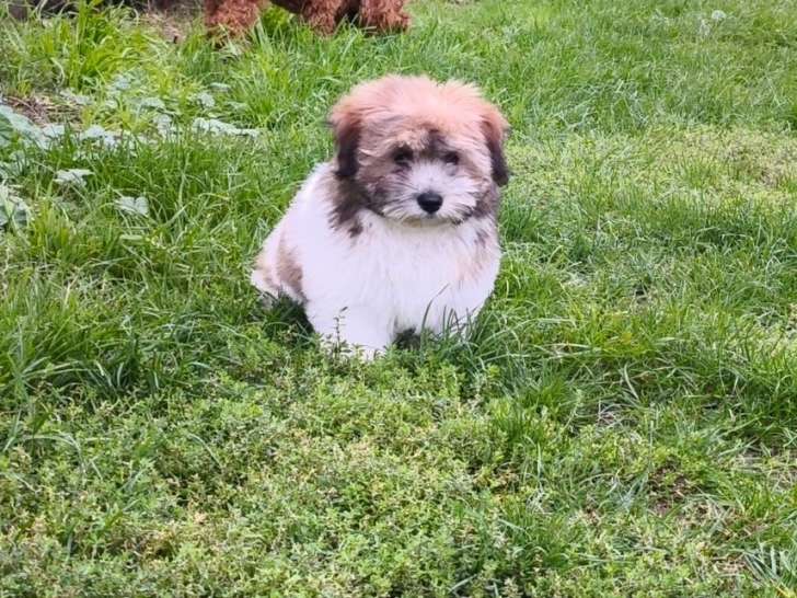 2 chiots Cotons de Tuléar LOF à vendre