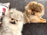 4 chiots Spitz Nains Poméraniens LOF à vendre