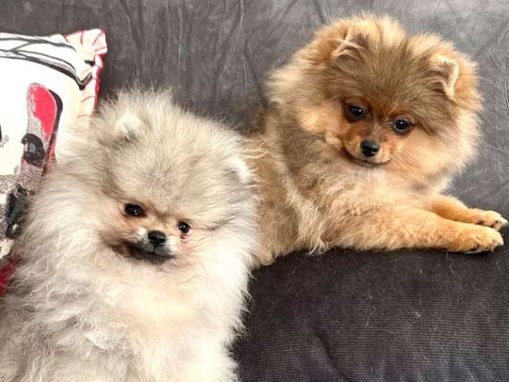 4 chiots Spitz Nains Poméraniens LOF à vendre