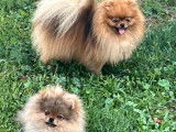 4 chiots Spitz Nains Poméraniens LOF à vendre