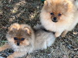 4 chiots Spitz Nains Poméraniens LOF à vendre