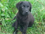 Chiot mâle Retriever du Labrador LOF noir à vendre, né juin 2025