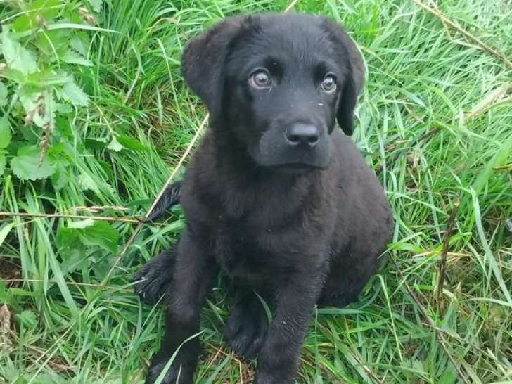 Chiot mâle Retriever du Labrador LOF noir à vendre, né juin 2025