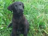 Chiot mâle Retriever du Labrador LOF noir à vendre, né juin 2025