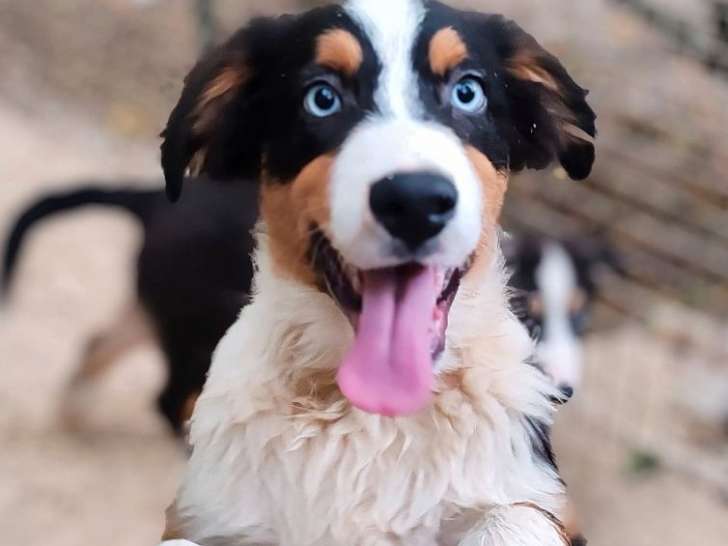 Chiots Bergers Australiens non LOF à vendre, 6 mâles et 1 femelle, mai 2025