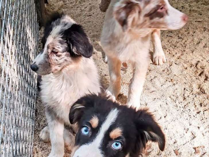 Chiots Bergers Australiens non LOF à vendre, 3 mâles et 3 femelles