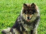 Chienne Finnois de Laponie à vendre, LOF, née en 2019