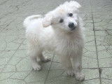 Chiot femelle Berger Blanc Suisse LOF à vendre, née en juillet 2025