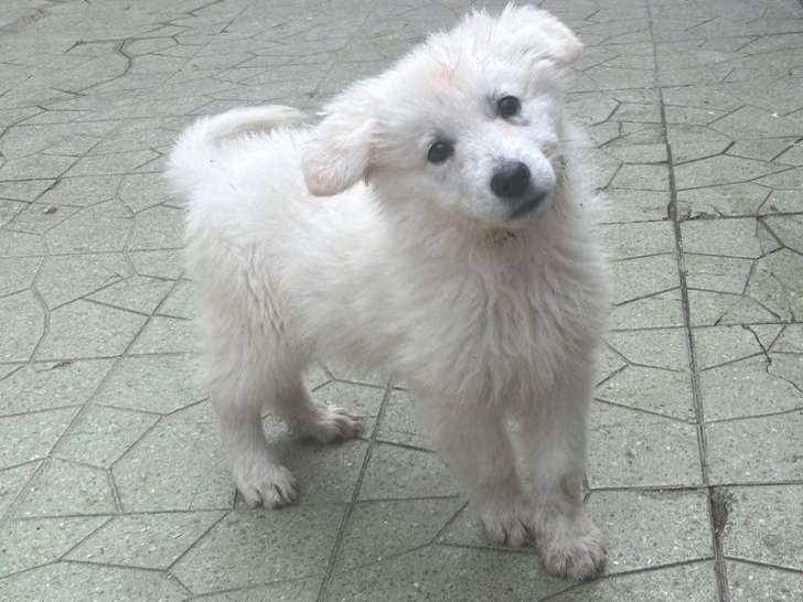 Chiot femelle Berger Blanc Suisse LOF à vendre, née en juillet 2025