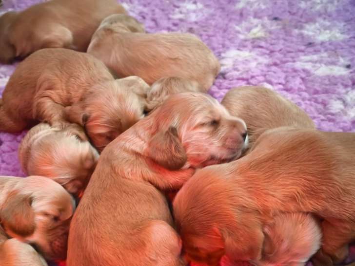 Chiots Cockers Anglais LOF à réserver, 9 adorables bébés nés en septembre 2025