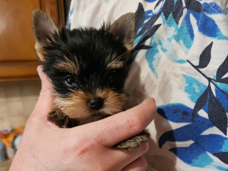 Chiots femelles Yorkshire LOF nées à la maison à vendre