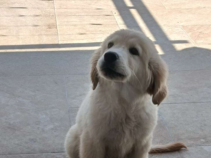 Chiots croisés Golden et Labrador à vendre