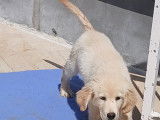 Chiots croisés Golden et Labrador à vendre