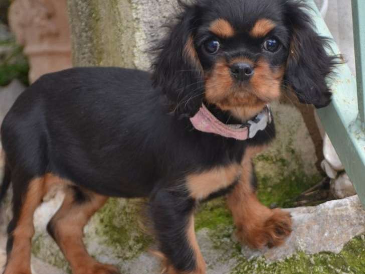 Chiot femelle Cavalier King Charles noir et feu LOF né en janvier 2025 à vendre