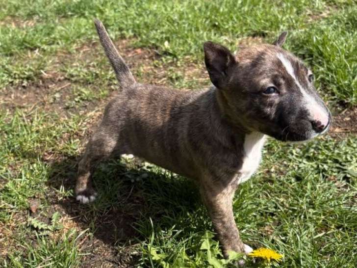 2 chiots femelles Bull Terrier Miniature LOF à réserver, nées en août 2025