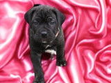 À réserver, 1 chiot femelle Cane Corso bringé LOF né en août 2025