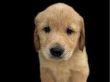 2 chiots Golden Retrievers non LOF nés en septembre 2025 à réserver
