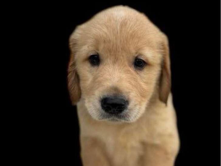 2 chiots Golden Retrievers non LOF nés en septembre 2025 à réserver
