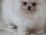 Véritable Poméranien Extra nain à vendre