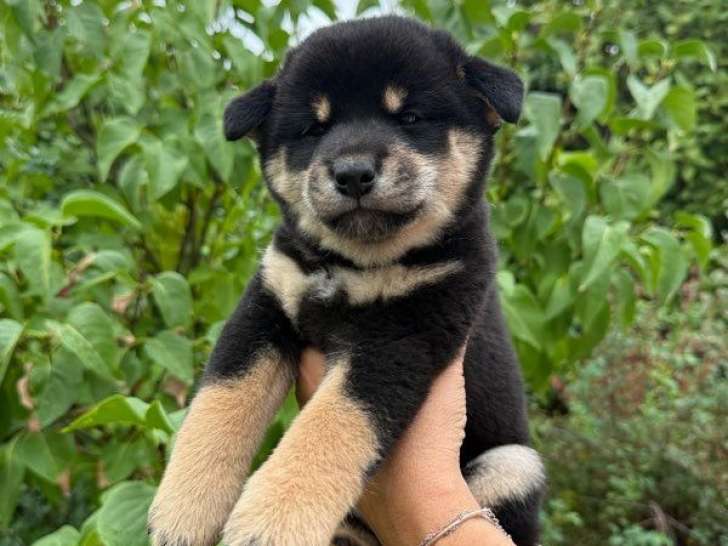 3 chiots Shiba Inus LOF à réserver