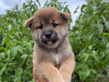 3 chiots Shiba Inus LOF à réserver