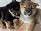 3 chiots Shiba Inus LOF à réserver
