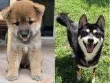 3 chiots Shiba Inus LOF à réserver