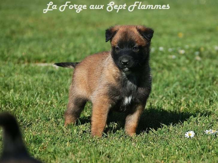 11 chiots Bergers Malinois LOF, 5 mâles et 6 femelles nés en août 2025 à réserver