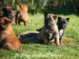 11 chiots Bergers Malinois LOF, 5 mâles et 6 femelles nés en août 2025 à réserver