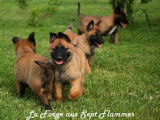 11 chiots Bergers Malinois LOF, 5 mâles et 6 femelles nés en août 2025 à réserver