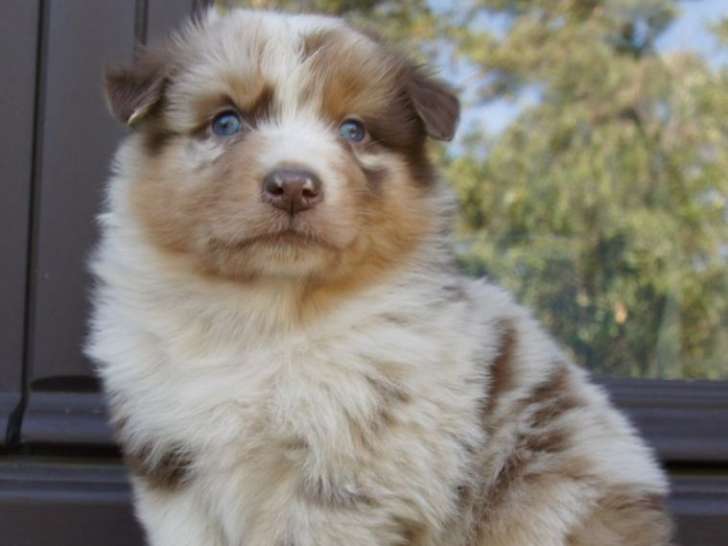 6 chiots Bergers Australiens LOF nés en août 2025 à réserver