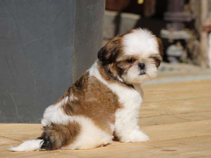2 chiots Shih Tzu non LOF nés en août 2025 à réserver, 1 mâle et 1 femelle
