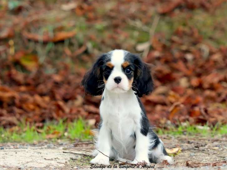 À vendre : 1 chiot femelle Cavalier King Charles tricolore LOF née en juin 2025