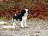 À vendre : 1 chiot femelle Cavalier King Charles tricolore LOF née en juin 2025