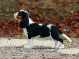 À vendre : 1 chiot femelle Cavalier King Charles tricolore LOF née en juin 2025
