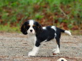À vendre : 1 chiot femelle Cavalier King Charles tricolore LOF née en juin 2025