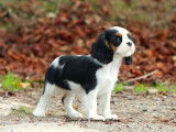 À vendre : 1 chiot femelle Cavalier King Charles tricolore LOF née en juin 2025