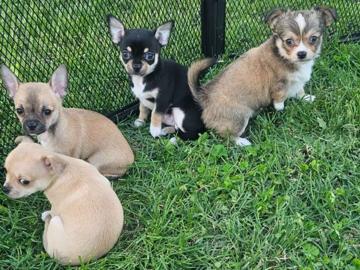 Chiots de type Chihuahua à vendre (1 femelle & 2 mâles)