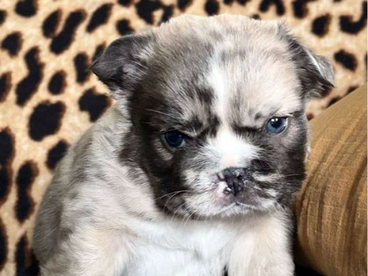 À réserver, 2 chiots Bouledogue Français LOF nés en août 2025