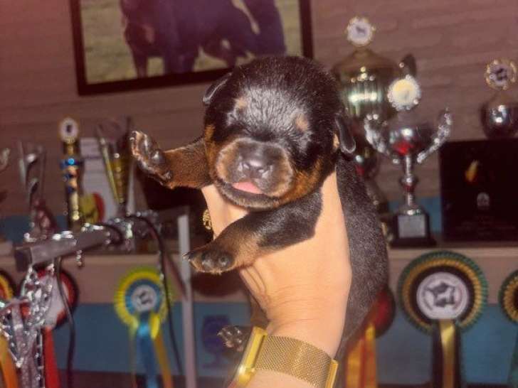 Réservation ouverte pour 2 chiots Rottweiler LOF, mâles nés en septembre 2025