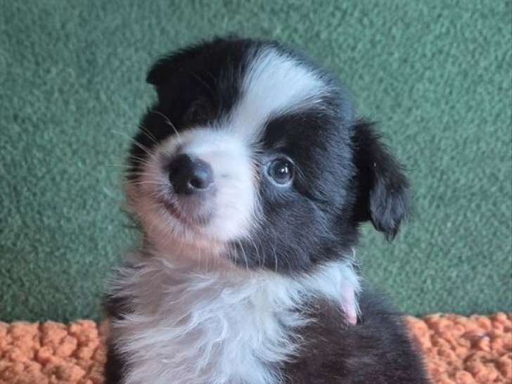 7 chiots Bergers Américains Miniatures LOF à réserver