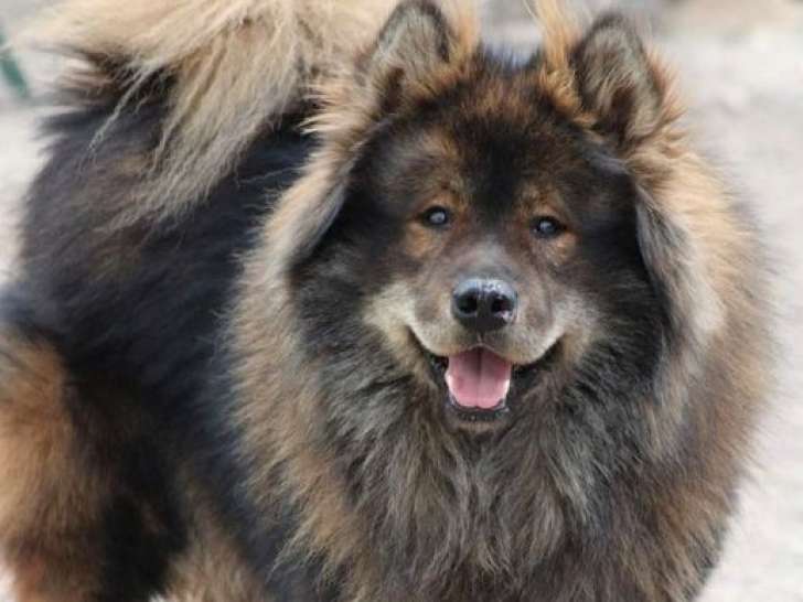 À vendre, chien Eurasier LOF, né en juin 2019, robe brune