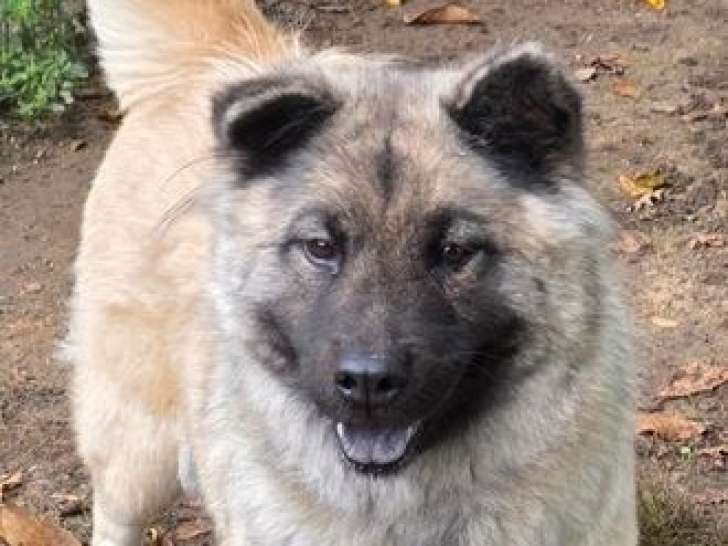 Chienne Eurasier LOF à vendre, née en octobre 2021, robe fauve