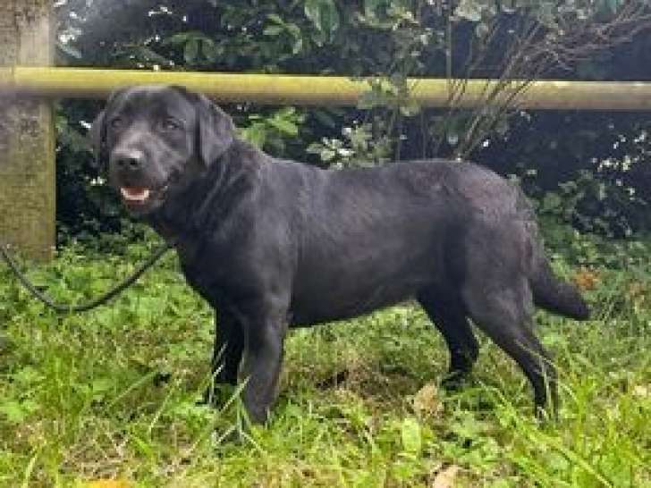 Chienne Labrador LOF à vendre, née en 2021