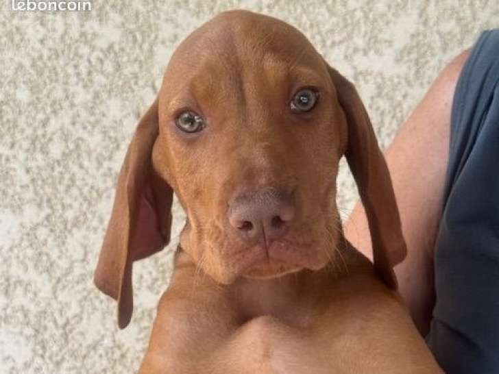 À vendre, 2 chiots Braques Hongrois LOF nés en mai 2025
