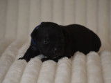 Réservation ouverte, 4 chiots Staffordshire Bull Terriers LOF, nés en septembre 2025