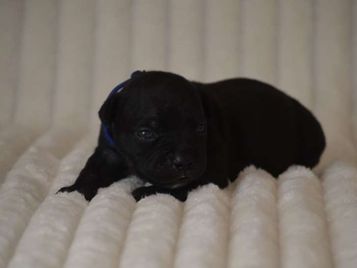 Réservation ouverte, 4 chiots Staffordshire Bull Terriers LOF, nés en septembre 2025