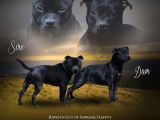 Réservation ouverte, 4 chiots Staffordshire Bull Terriers LOF, nés en septembre 2025
