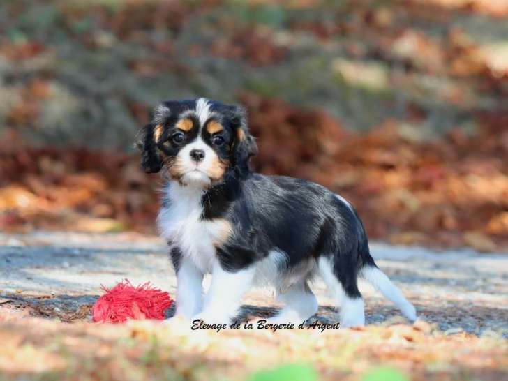 À vendre, un chiot mâle Cavalier King Charles tricolore né en juin 2025, LOF
